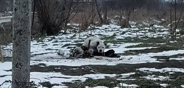 A SZURKOLÓK MEGINT ÉLETET MENTETTEK !